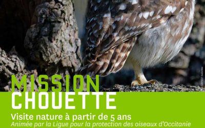 Visite LPO – Mission Chouette au château d’Assier